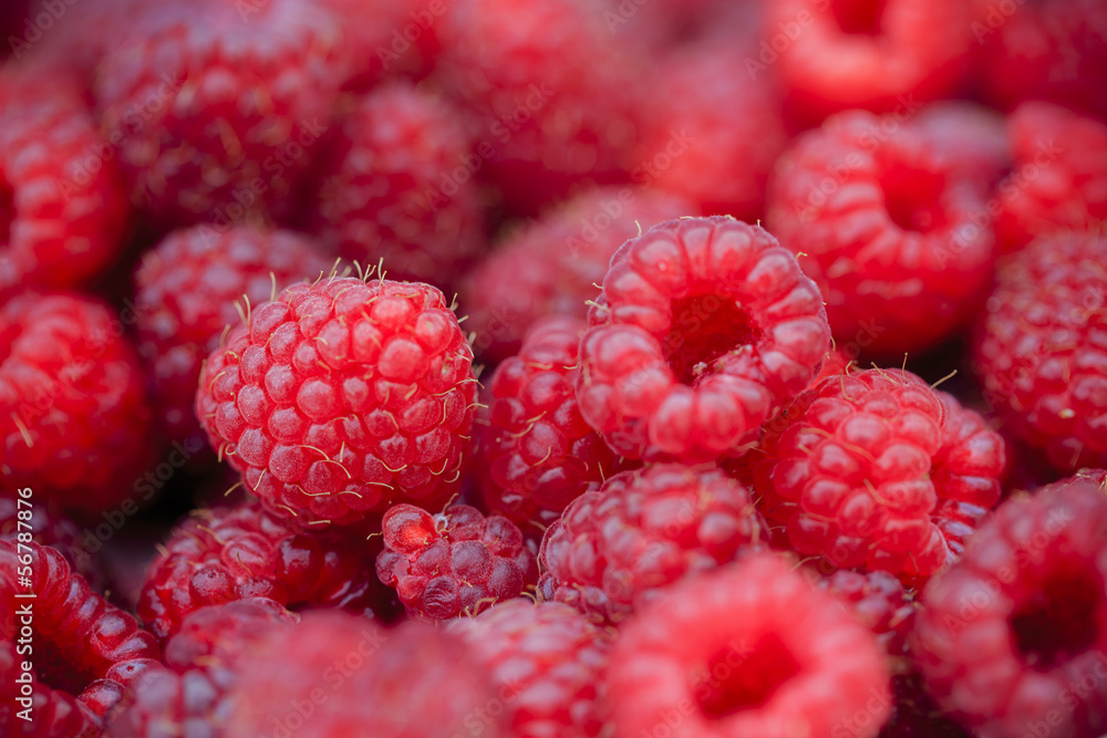 Raspberry, fruits - fresh raspberries from garden Raspberry, fruits - fresh raspberries from garden