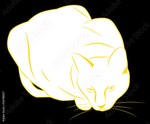 White cat