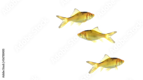 Group of goldfish swimming