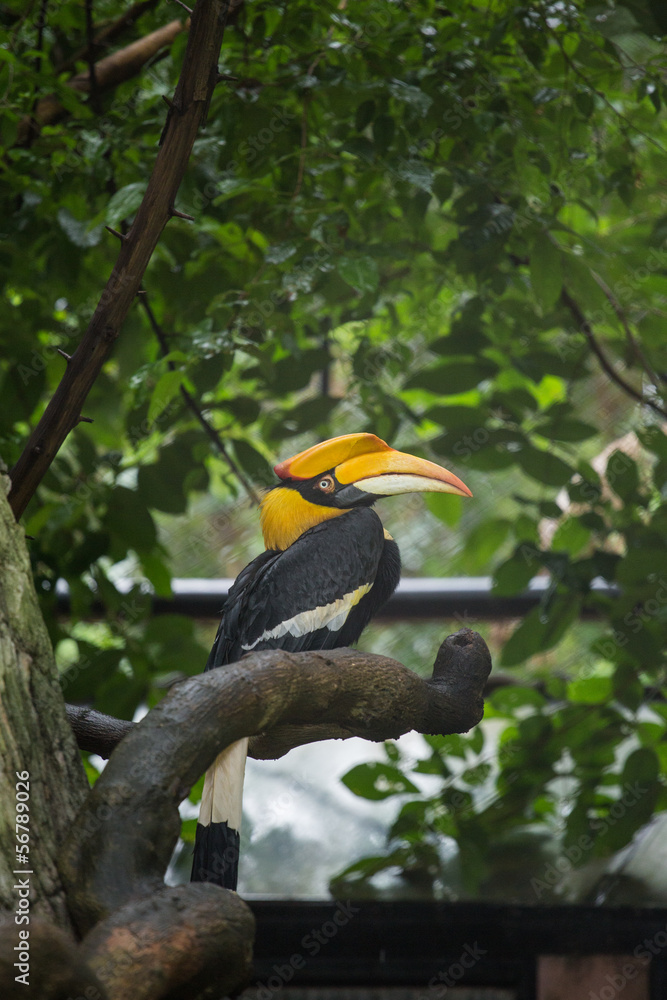 Yellow Billed Hornbill Great hornbill, Great indian hornbill, Great pied hornbill, Hornbill, selective focus Yellow Billed Hornbill Great hornbill, Great indian hornbill, Great pied hornbill, Hornbill, selective focus