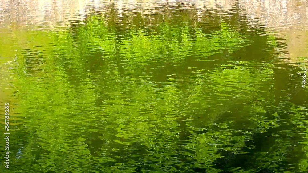 Reflection of green branches in flowing water