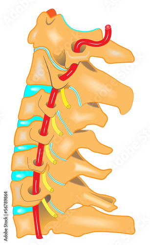 Halswirbelsäule - Anatomie