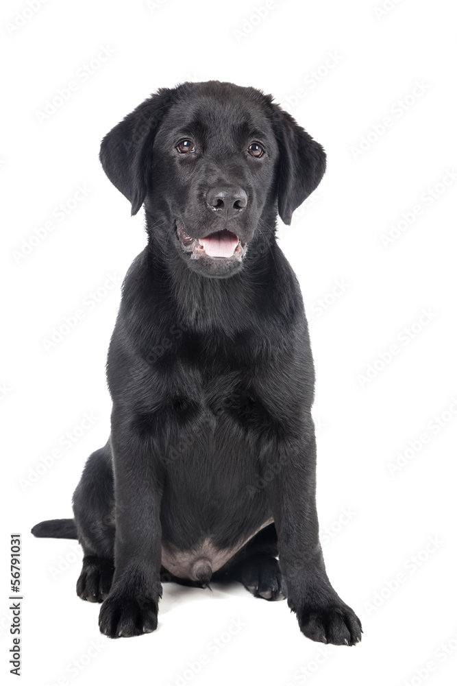 black lab puppy, two months old