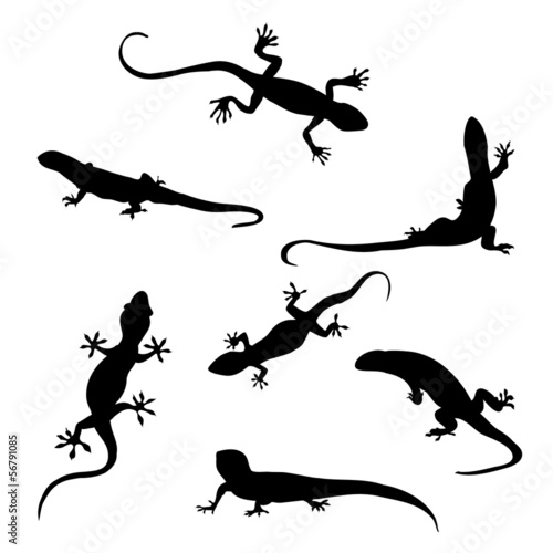 Lizard silhouette