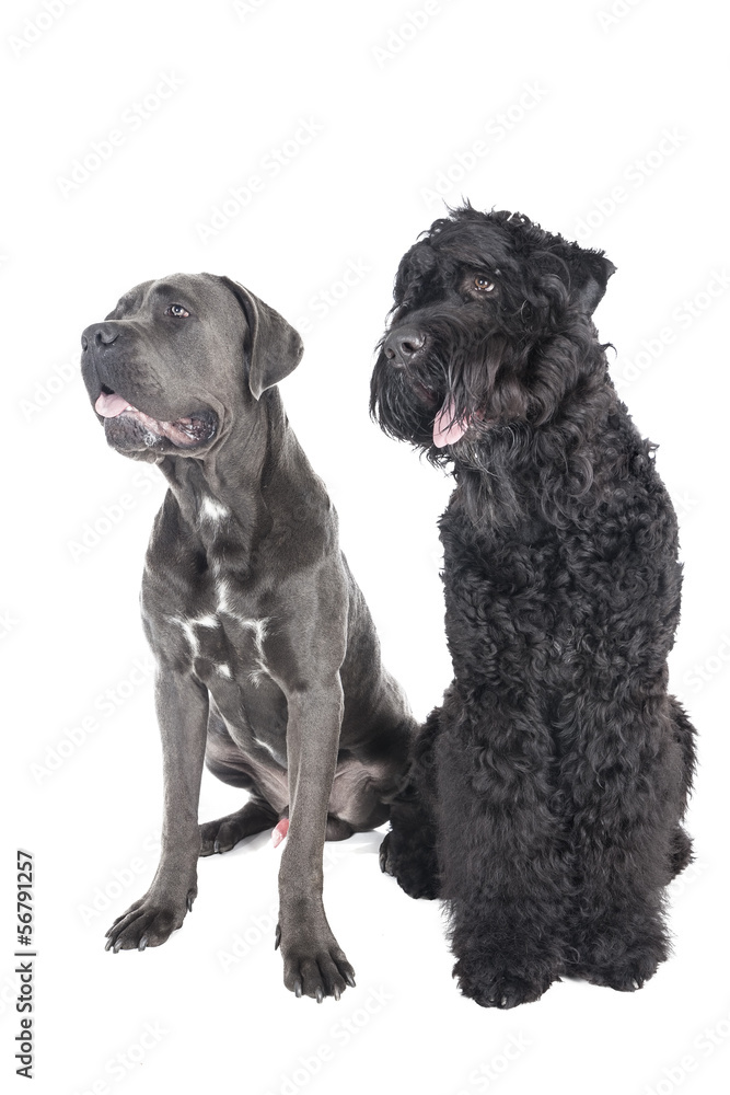 Cane Corso and the Russian black terrier Cane Corso and the Russian black terrier