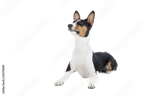Basenji dog or African Nela © vivienstock