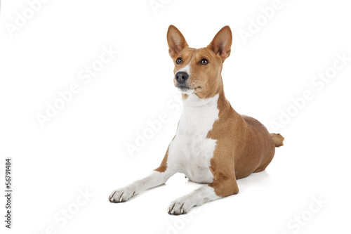 Basenji dog or African Nela
