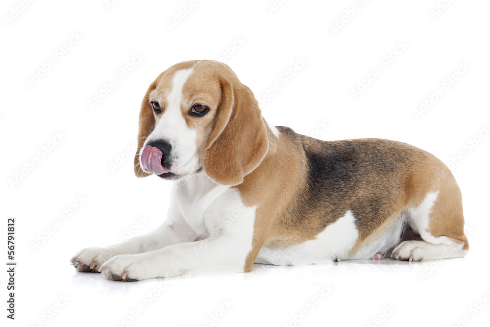 Beagle dog on a white background