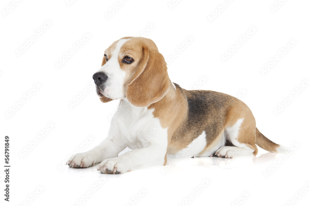 Beagle dog on a white background