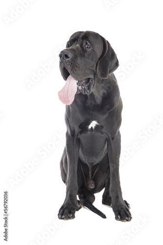 German dog on a white background