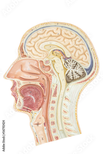 Cross section of human head