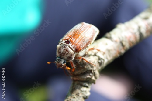 Foto cockchafer insect May bug mitchamador billy witch sprang beetle