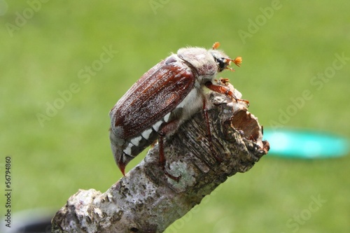 Slika na platnu cockchafer insect May bug mitchamador billy witch sprang beetle
