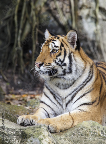Fototapeta Naklejka Na Ścianę i Meble -  close up tiger