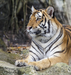 Tableau sur verre  close up tiger  © rtrujira