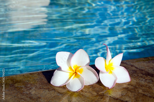 flower on swimming pool © Pakhnyushchyy
