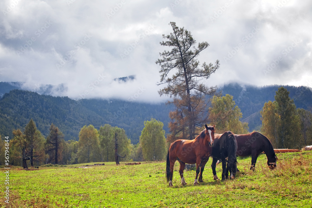 horses in mountain landscape