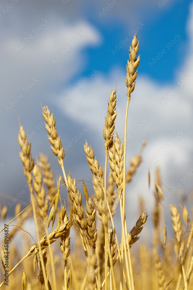 Fototapeta premium grain field