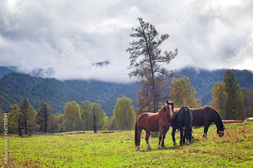 horses in mountain landscape