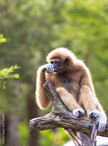 white-handed gibbon