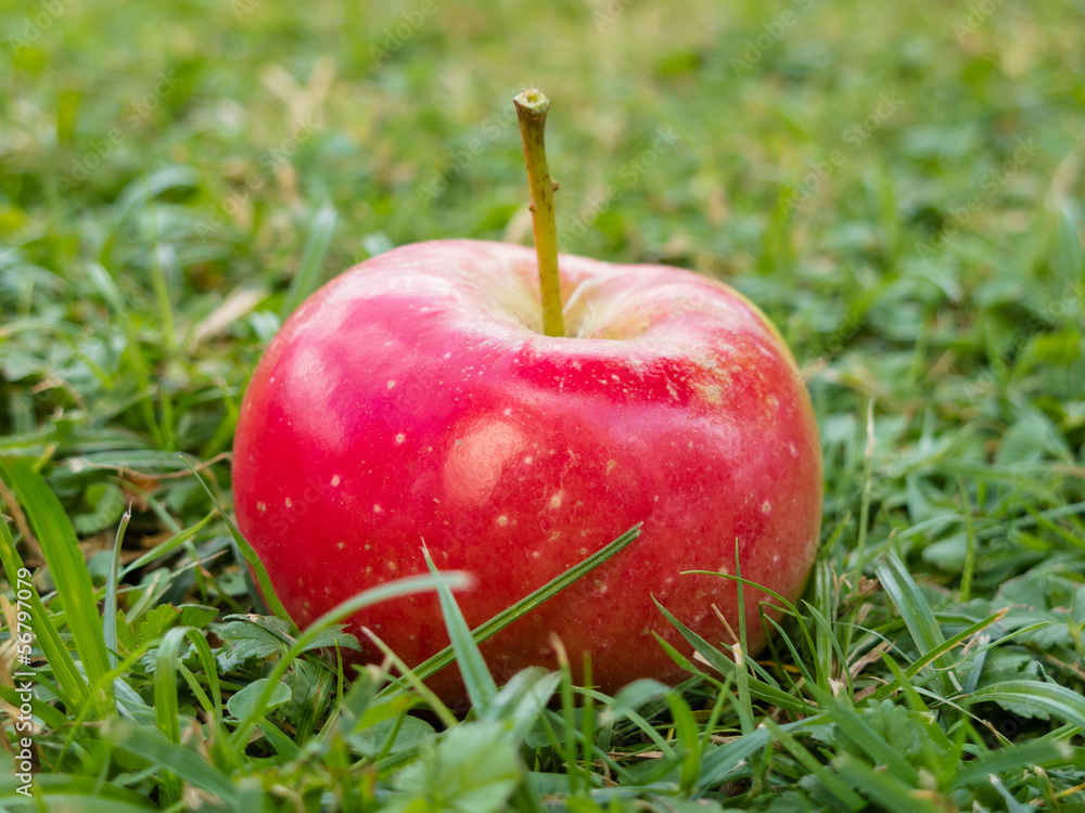 Mela rossa selvatica appena colta su un prato verde Mela rossa selvatica appena colta su un prato verde