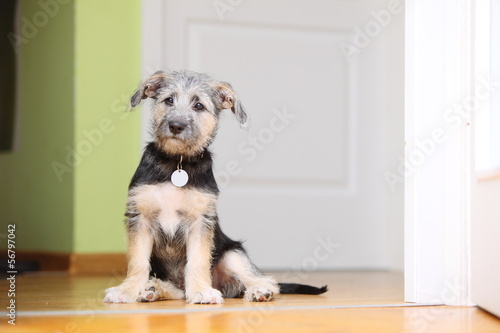 Canvas Print Animals at home dog pet mutt puppy sitting on floor