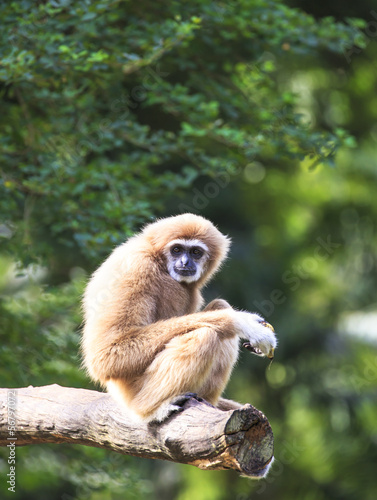 white-handed gibbon