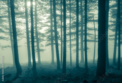 Fototapeta Naklejka Na Ścianę i Meble -  228 - mono foggy trees