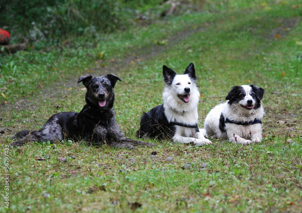 Obraz premium Gruppe