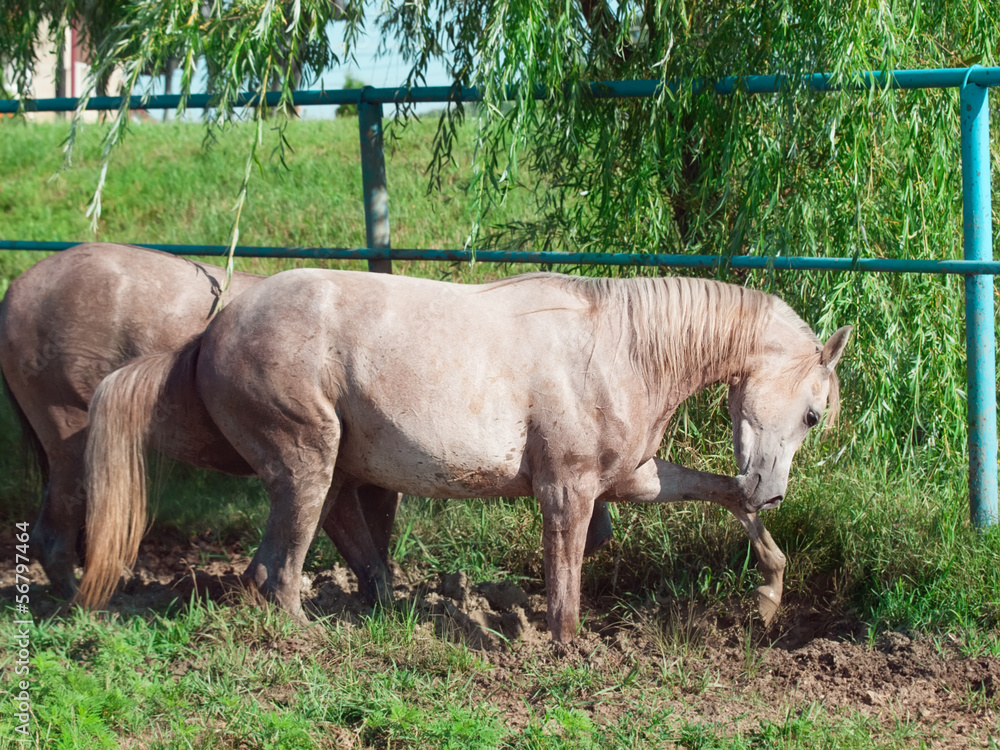 Fototapeta premium playing arabian filly in the dirt