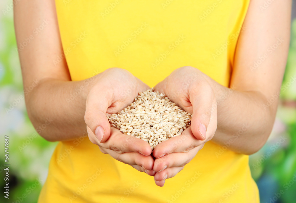 Wheat grain in female hands on natural background Wheat grain in female hands on natural background