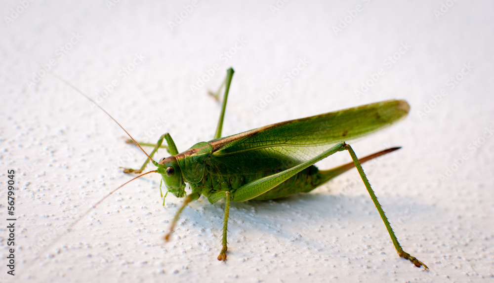 Grasshopper in front of white background Grasshopper in front of white background