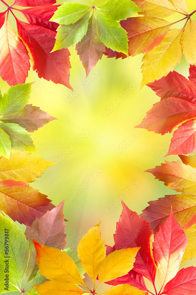 Autumn leaves frame