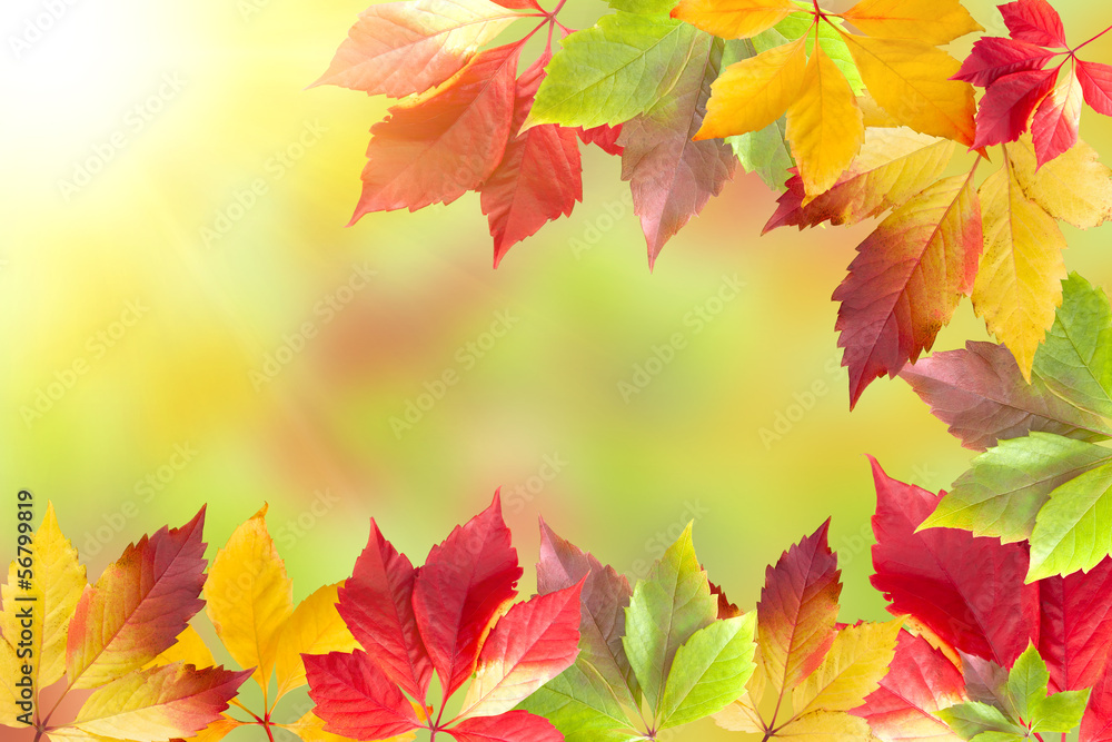 Autumn leaves frame Autumn leaves frame