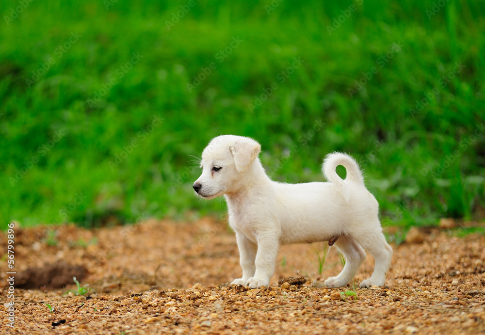 Fototapeta premium puppy dog in green meadow grass
