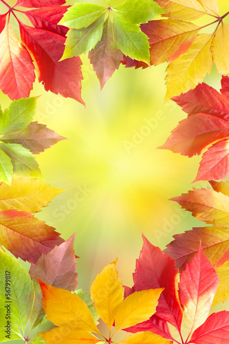 Obraz na płótnie Autumn leaves frame w salonie