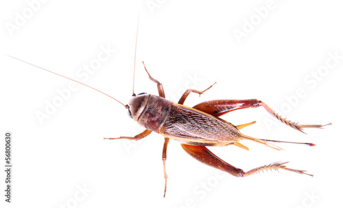 black cricket isolated on white background