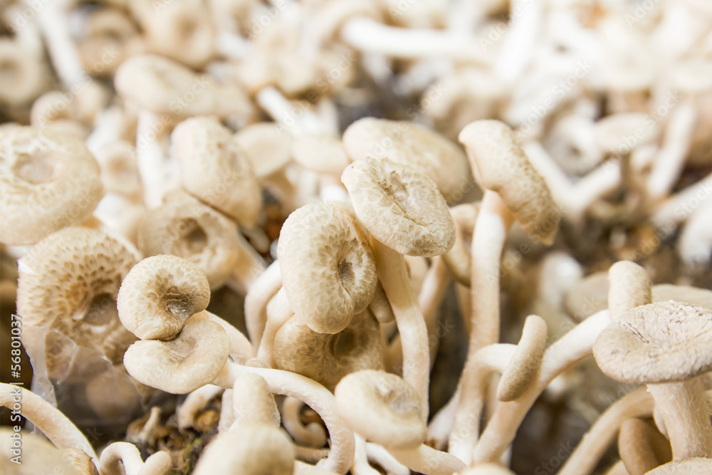 Mushrooms in farm Mushrooms in farm