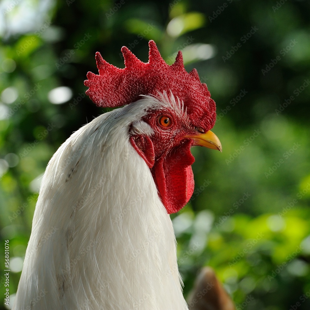 White Rooster (Cockerel)