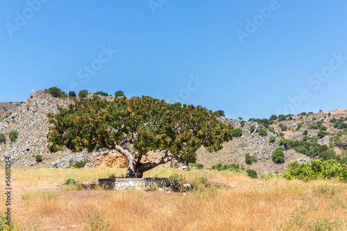 Big tree in Small cretan village in Crete island, Greece