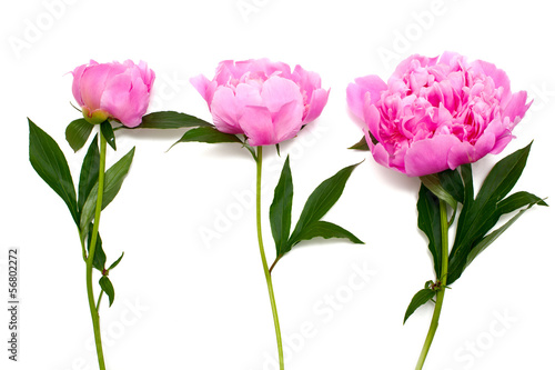 pink peonies isolated on white