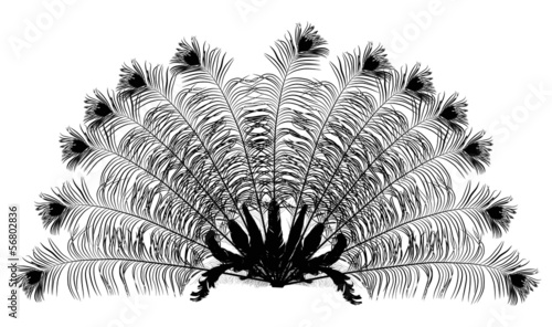 peacock feather fan silhouette on white