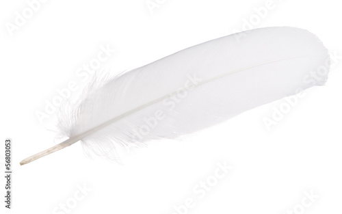 white isolated straight feather