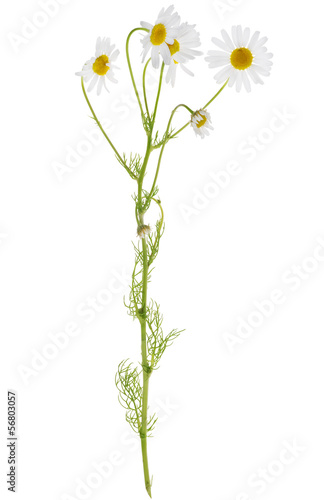 Fototapeta Naklejka Na Ścianę i Meble -  group of  chamomile flowers on single stem