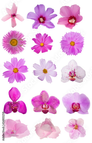 Fototapeta Naklejka Na Ścianę i Meble -  fifteen pink flowers collcetion isolated on white