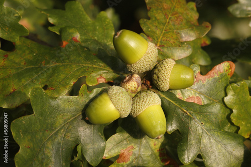 Oak tree, Quercus rober photo