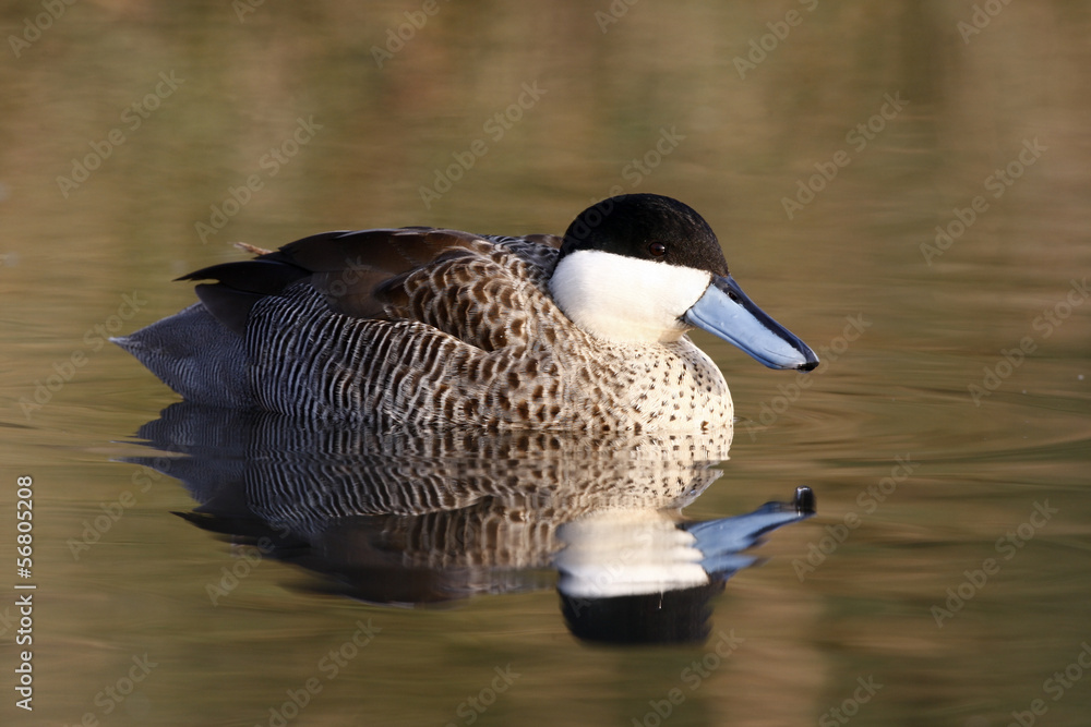 Obraz premium Puna teal, Anas puna