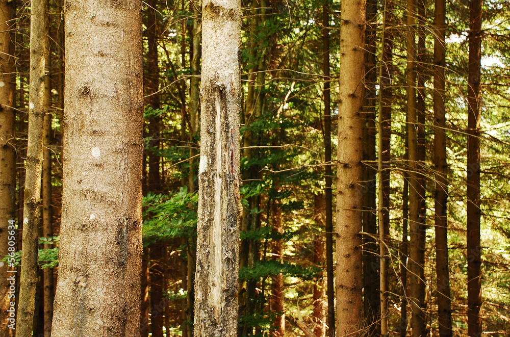Fototapeta premium Pine Tree Trunks