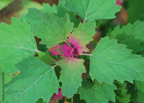 Tree Spinach