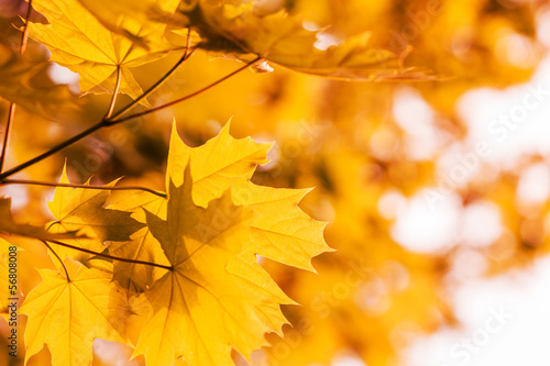 Defocus autumnal maple leaves